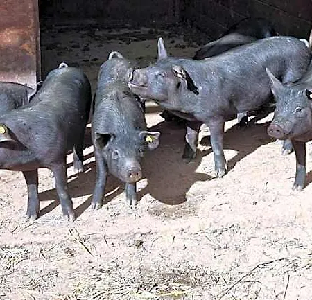 Candesie Alojamento de Acomodação e Pequeno-almoço